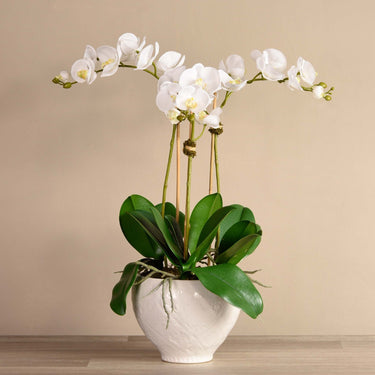 Flowers-Moroccan Orchid Arrangement-Bloomr