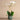 Flowers-Pearl Orchid Arrangement-Bloomr