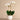 Flowers-Pearl Orchid Arrangement-Bloomr