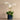 Flowers-Placid Orchid Arrangement-Bloomr