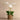 Flowers-Placid Orchid Arrangement-Bloomr