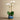 Flowers-Santa Fe Orchid Arrangement-Bloomr