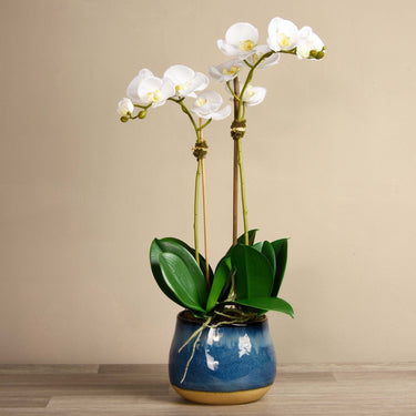 Flowers-Santa Fe Orchid Arrangement-Bloomr