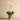 Flowers-Sphinx Orchid Arrangement-Bloomr