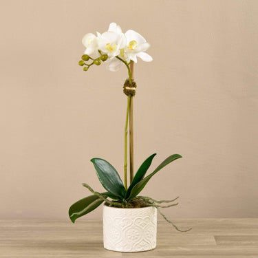 Flowers-Orchid Arrangement in Ceramic Vase-Bloomr