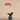 Flowers-Placid Orchid Arrangement-Bloomr