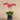 Flowers-Placid Orchid Arrangement-Bloomr