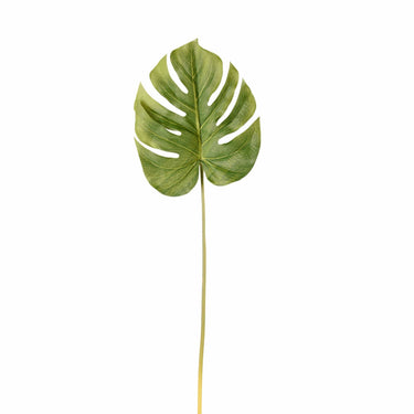 Flowers-Monstera Leaf-Bloomr