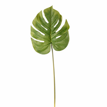 Flowers-Monstera Leaf-Bloomr