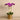 Flowers-Artificial Orchid in Gold Vase-Bloomr
