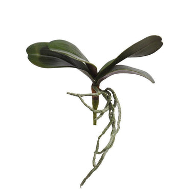 Flowers-Orchid Leaf-Bloomr