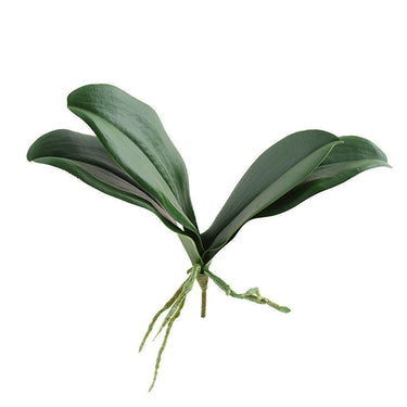 Flowers-Orchid Leaf-Bloomr