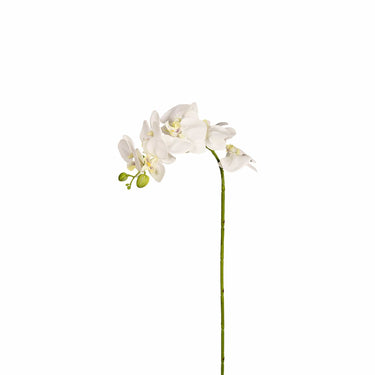 Flowers-Orchid Stem-Bloomr