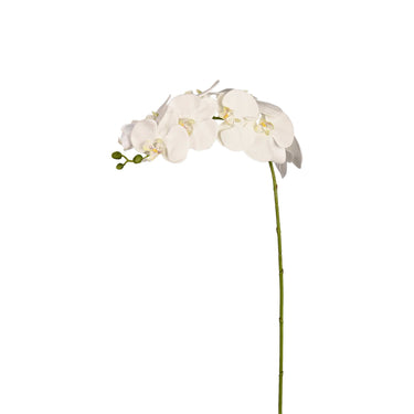 Flowers-Orchid Stem-Bloomr