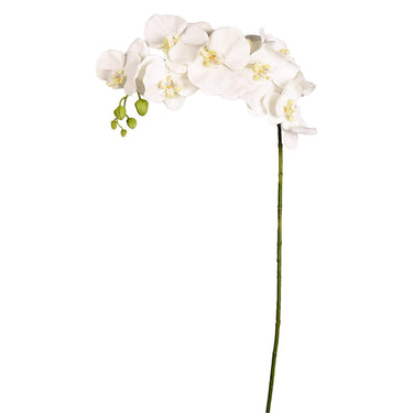 Flowers-Orchid Stem (Discontinued)-Bloomr