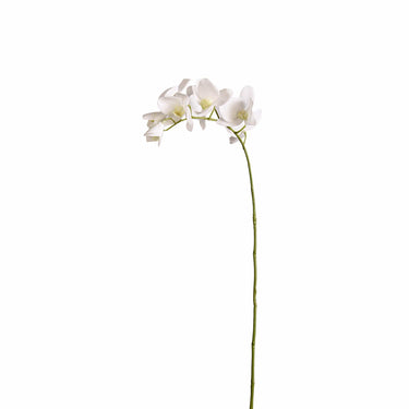 Flowers-Orchid Stem-Bloomr