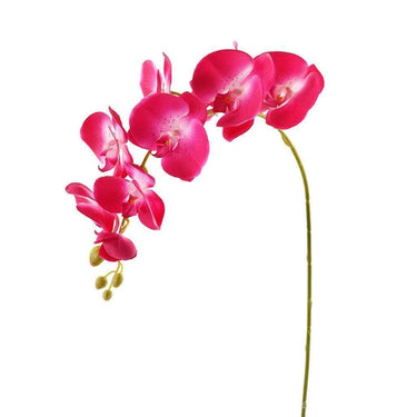 Flowers-Orchid Stem-Bloomr