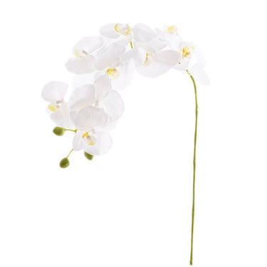 Flowers-Orchid Stem-Bloomr