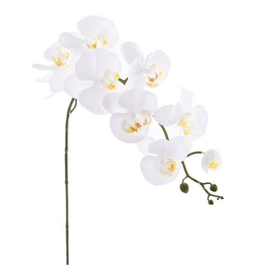 Flowers-Orchid Stem-Bloomr
