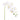 Flowers-Orchid Stem-Bloomr