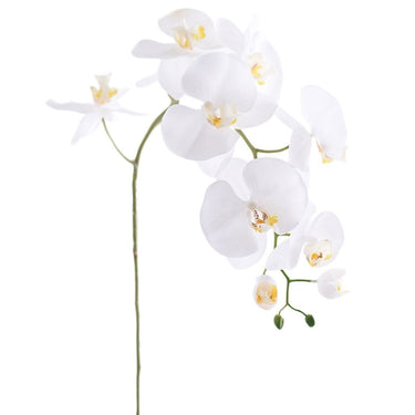 Flowers-Orchid Stem-Bloomr
