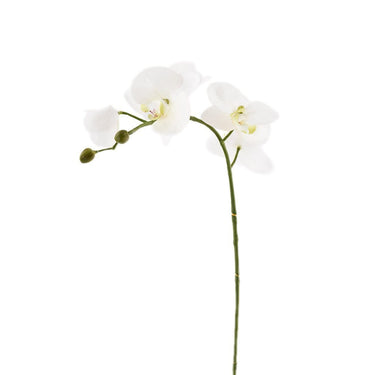 Flowers-Orchid Stem-Bloomr