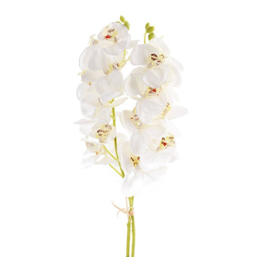Flowers-Orchid Stem-Bloomr