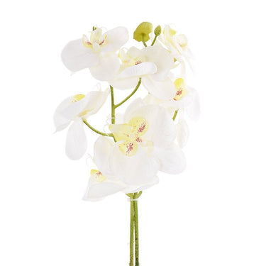 Flowers-Orchid Stem-Bloomr