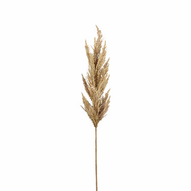 Flowers-Pampas Grass-Bloomr