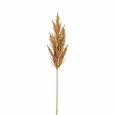 Flowers-Pampas Grass-Bloomr