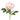 Flowers-Peony-Bloomr