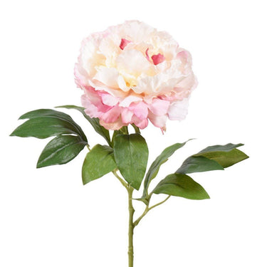 Flowers-Peony-Bloomr