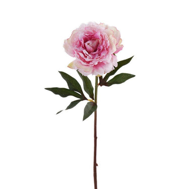 Flowers-Peony-Bloomr