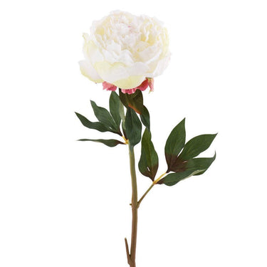 Flowers-Peony-Bloomr