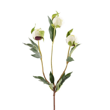 Flowers-Peony-Bloomr