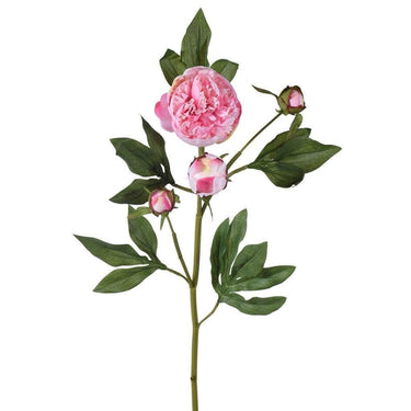 Flowers-Peony-Bloomr