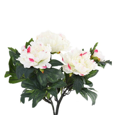 Flowers-Peony-Bloomr