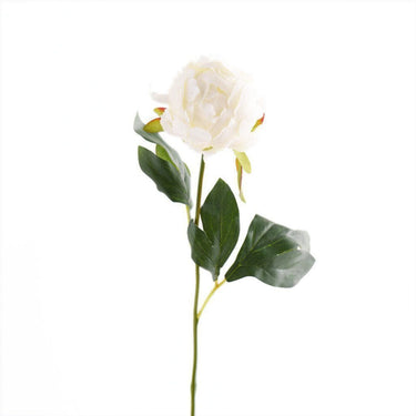 Flowers-Peony Bud-Bloomr