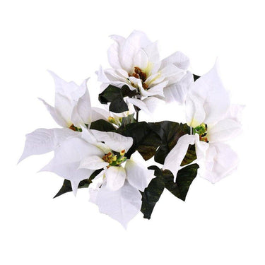 Flowers-Poinsettia-Bloomr