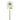 Flowers-Ranunculus-Bloomr