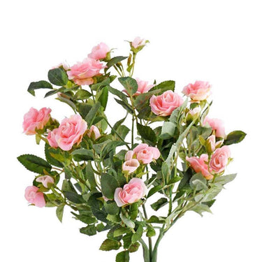 Flowers-Rose-Bloomr