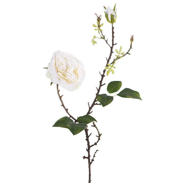 Flowers-Rose-Bloomr