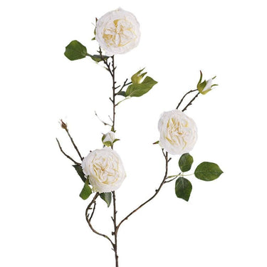 Flowers-Rose-Bloomr