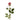 Flowers-Rose-Bloomr