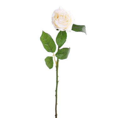 Flowers-Rose-Bloomr