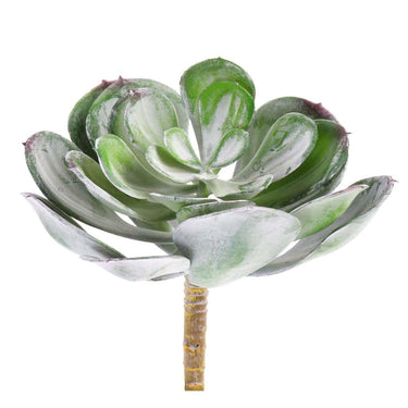 Flowers-Single Stem Succulent-Bloomr
