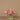 Floral Arrangement-Artificial Ranunculus Arrangement in Glass Vase-Bloomr