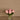 Flowers-Protea Arrangement in Glass Vase-Bloomr