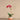 Flowers-Santa Fe Orchid Arrangement-Bloomr
