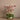 Flowers-Oasis Artificial Orchids in Gold Pot-Bloomr